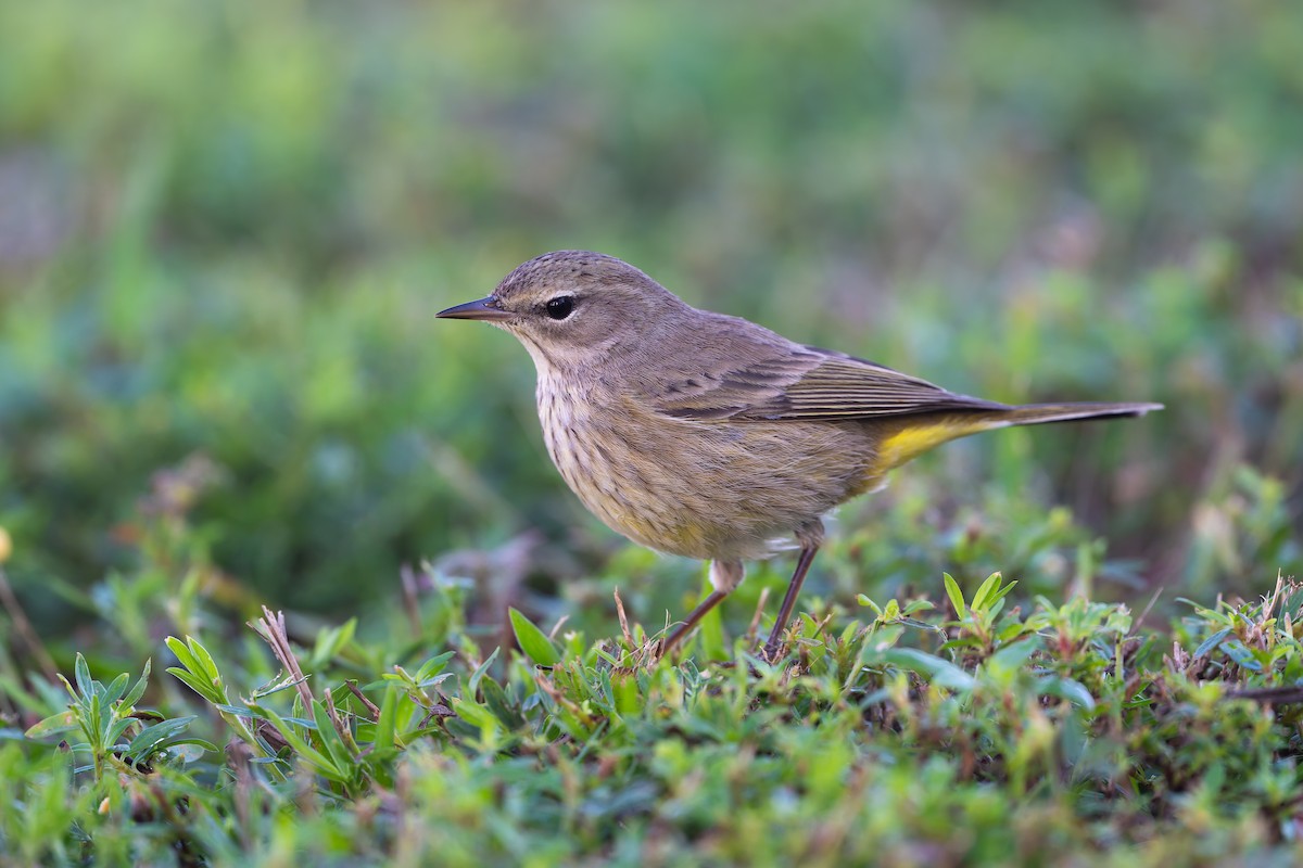 Пальмовая древесница - ML647793943