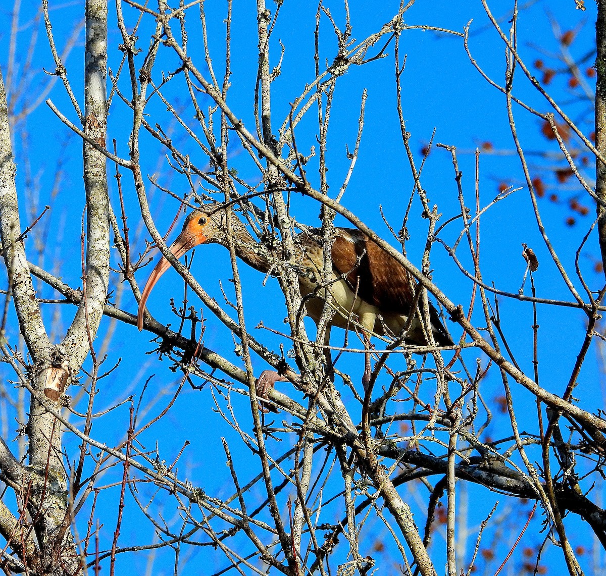 Ібіс білий - ML647793951