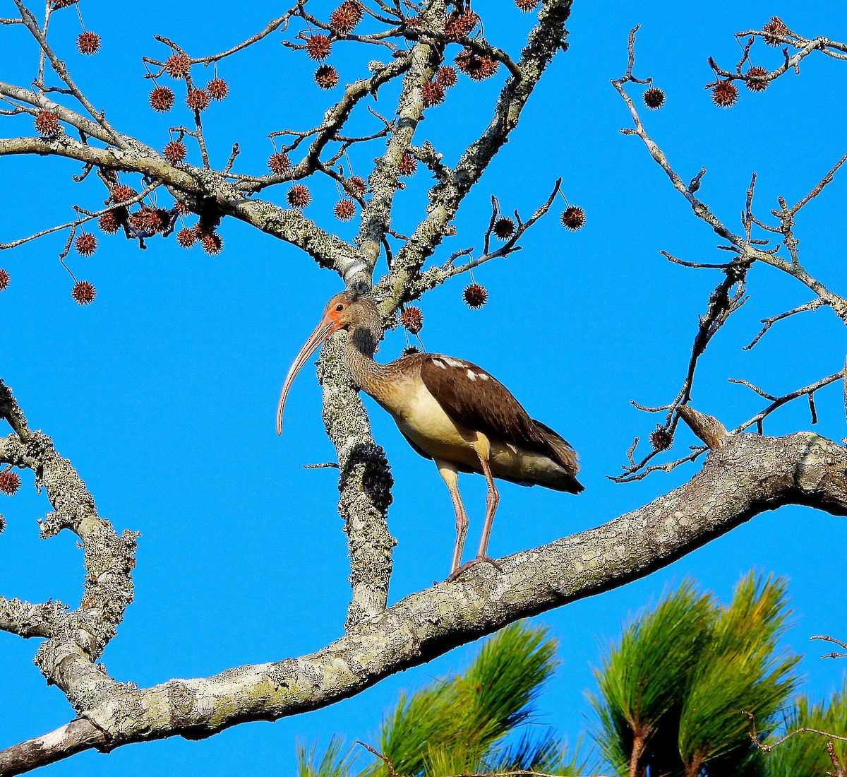 Ібіс білий - ML647793953