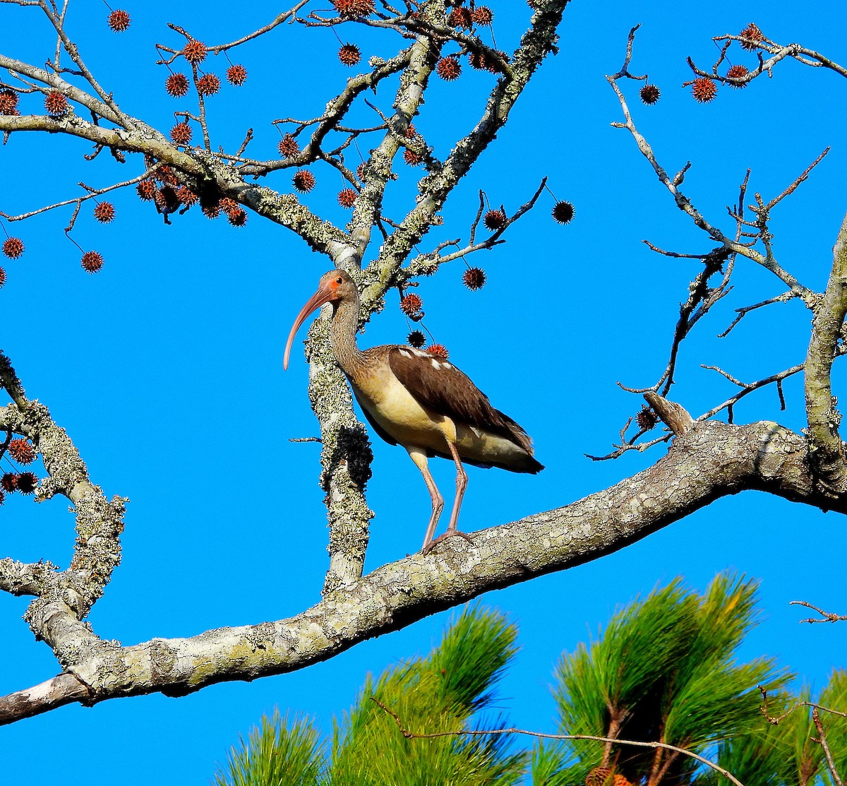 Ібіс білий - ML647793954