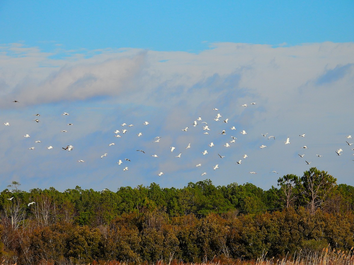 Ібіс білий - ML647793955