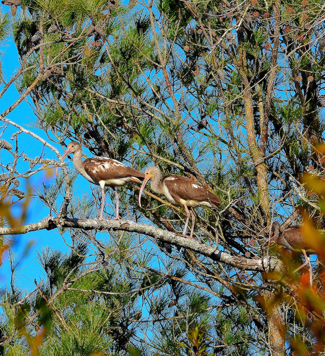 Ібіс білий - ML647793956