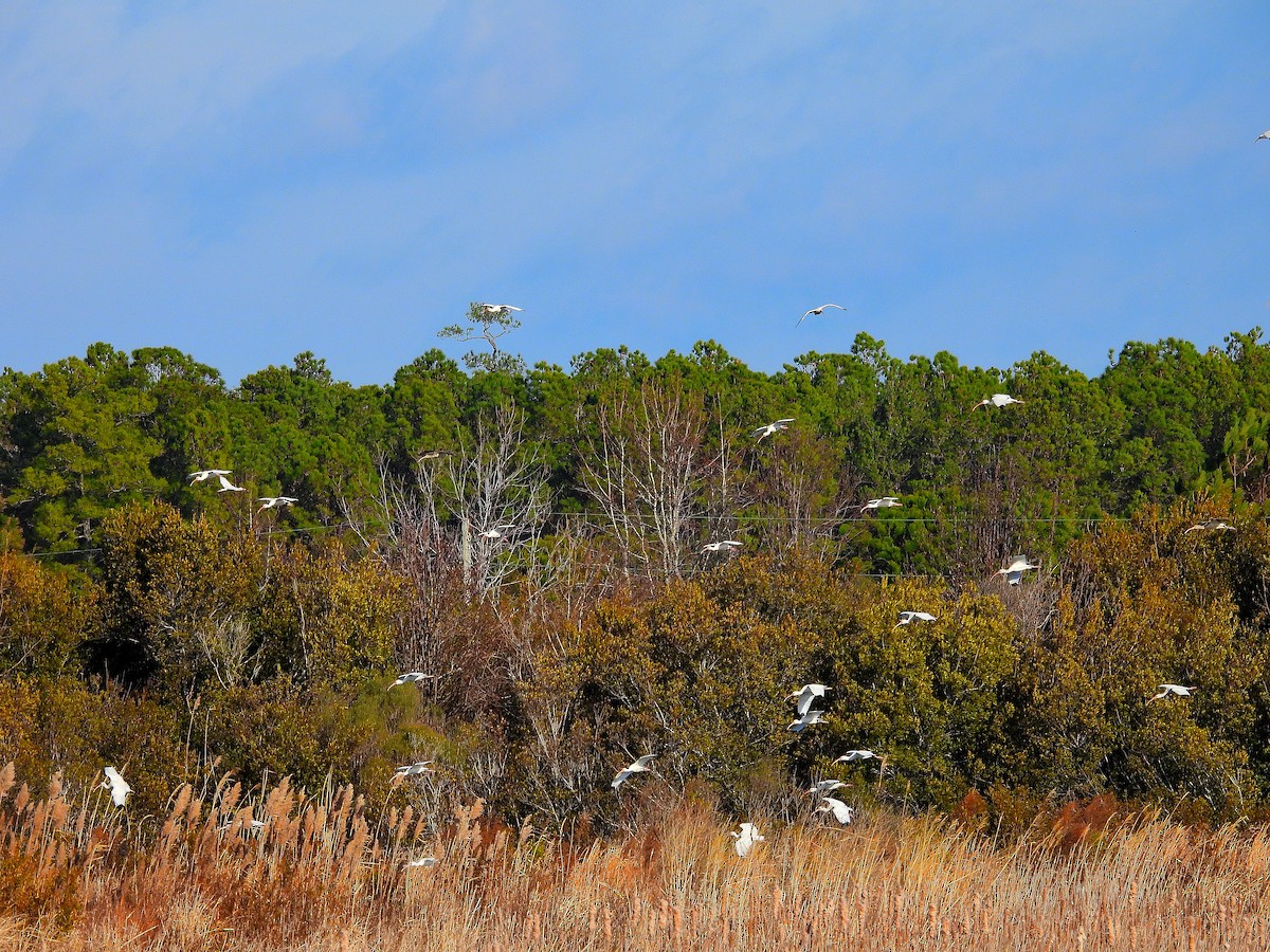 Ібіс білий - ML647793957