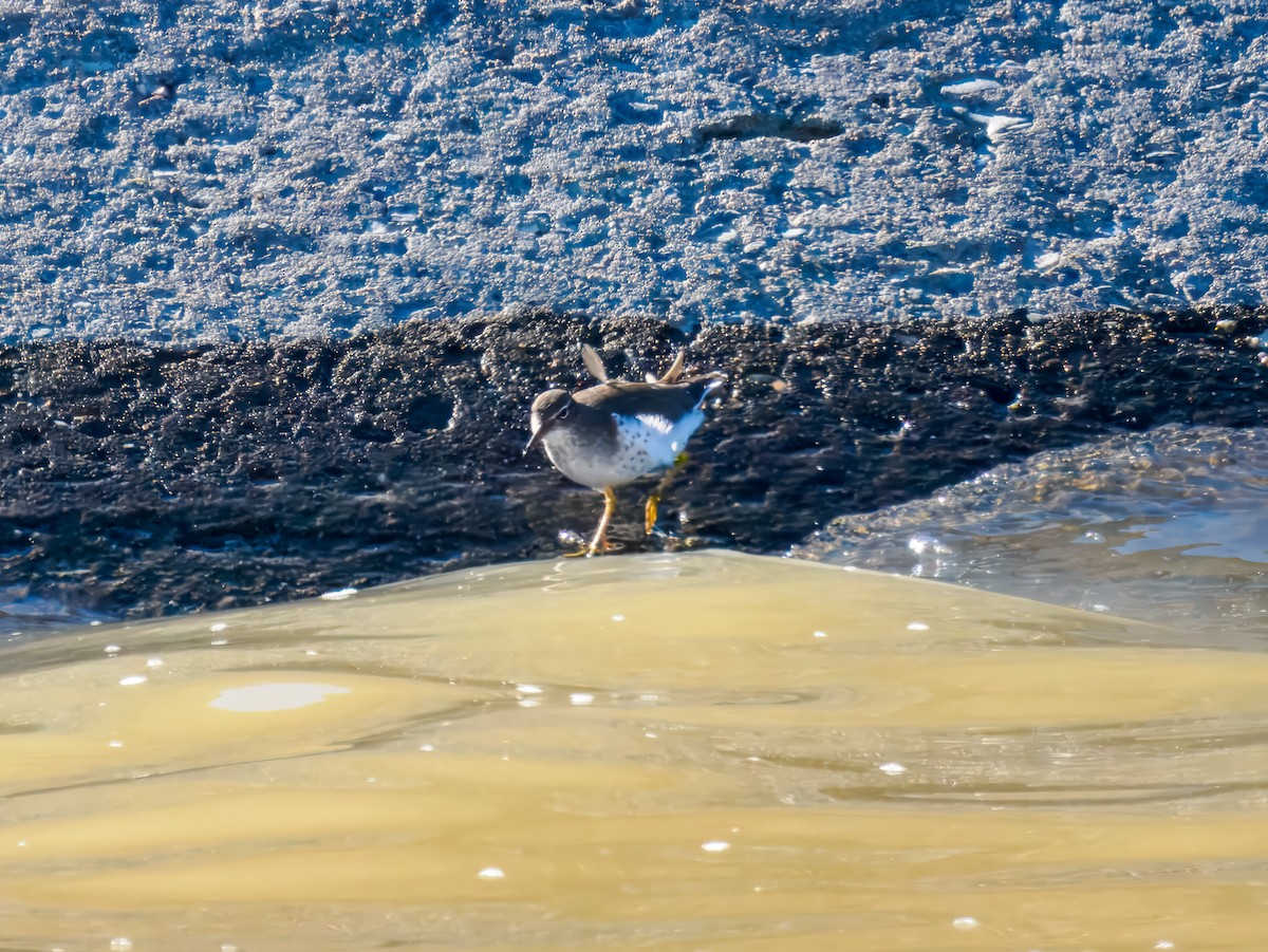 アメリカイソシギ - ML647793982