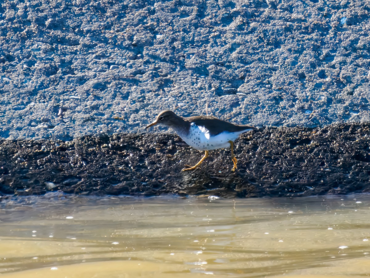 アメリカイソシギ - ML647793983