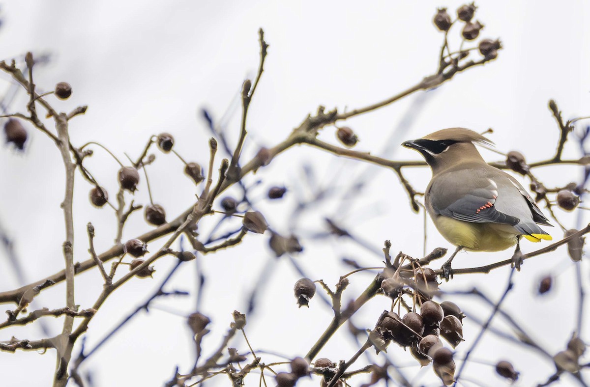 ヒメレンジャク - ML647793995