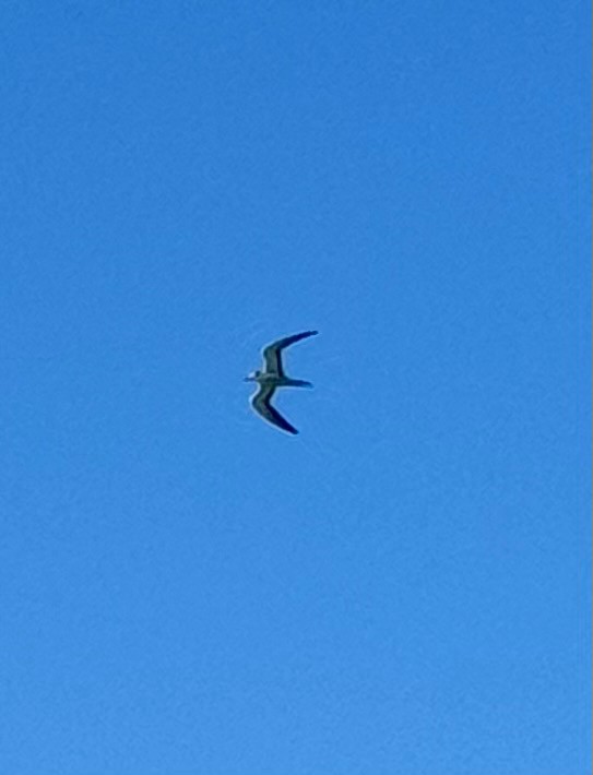 Sterne bridée - ML647794000