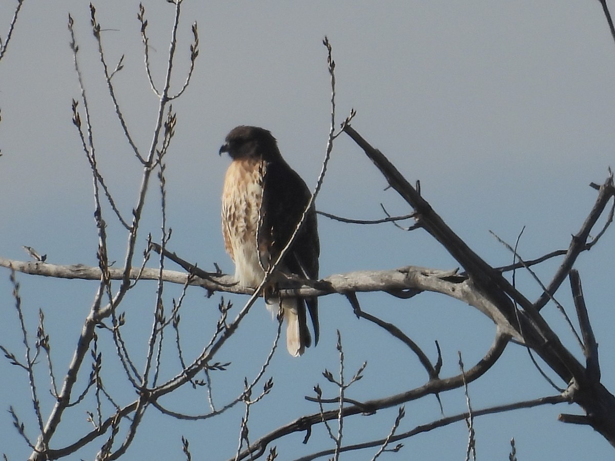 Red-tailed Hawk - ML647794008