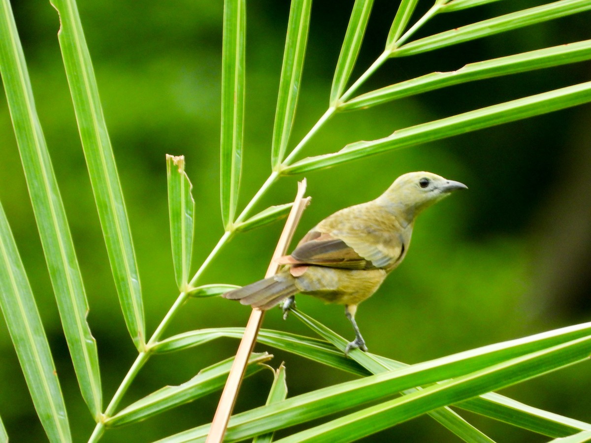 Palm Tanager - ML647794010
