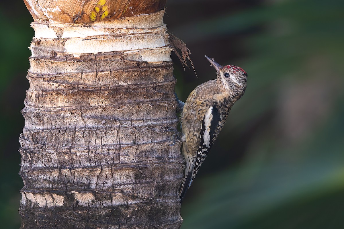 Желтобрюхий дятел-сокоед - ML647794016