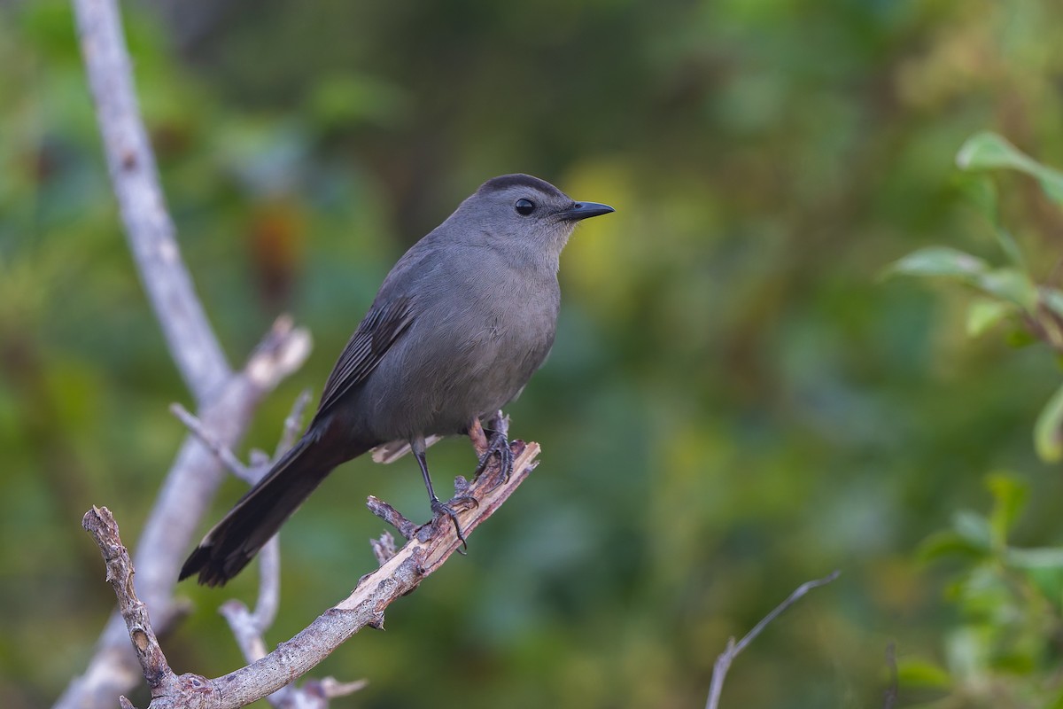 Кошачий пересмешник - ML647794052