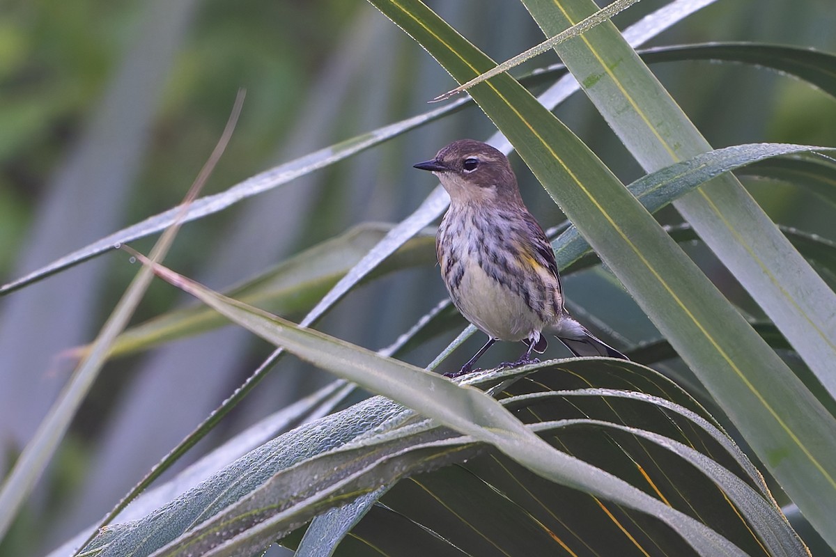 Миртовый певун - ML647794054