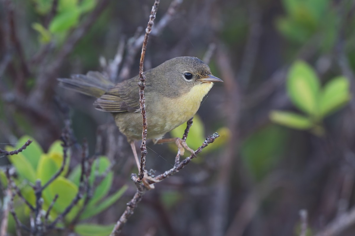 Северная желтогрудка - ML647794055
