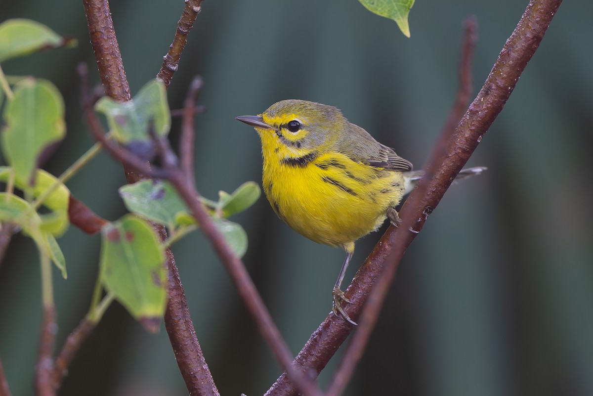 Прерийная древесница - ML647794056