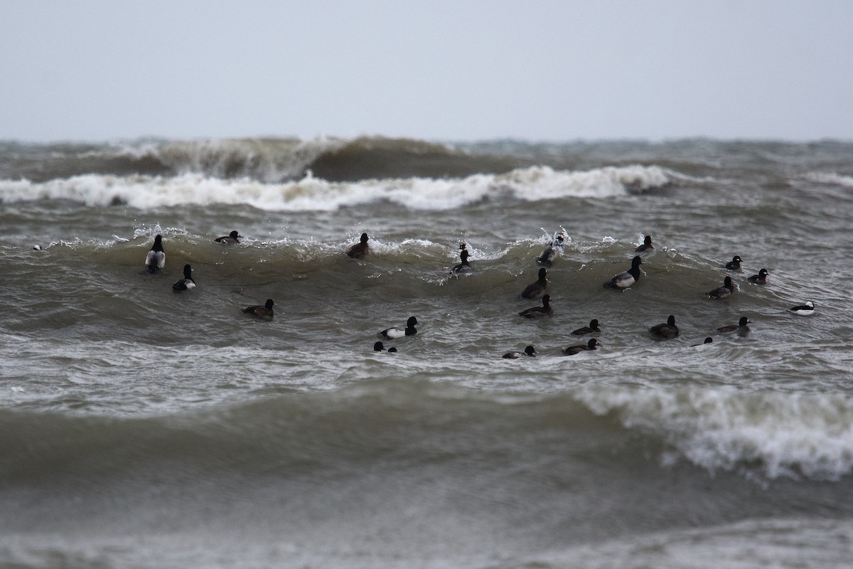 bergand - ML647794059