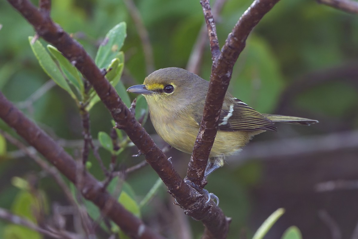 Толстоклювый виреон - ML647794064