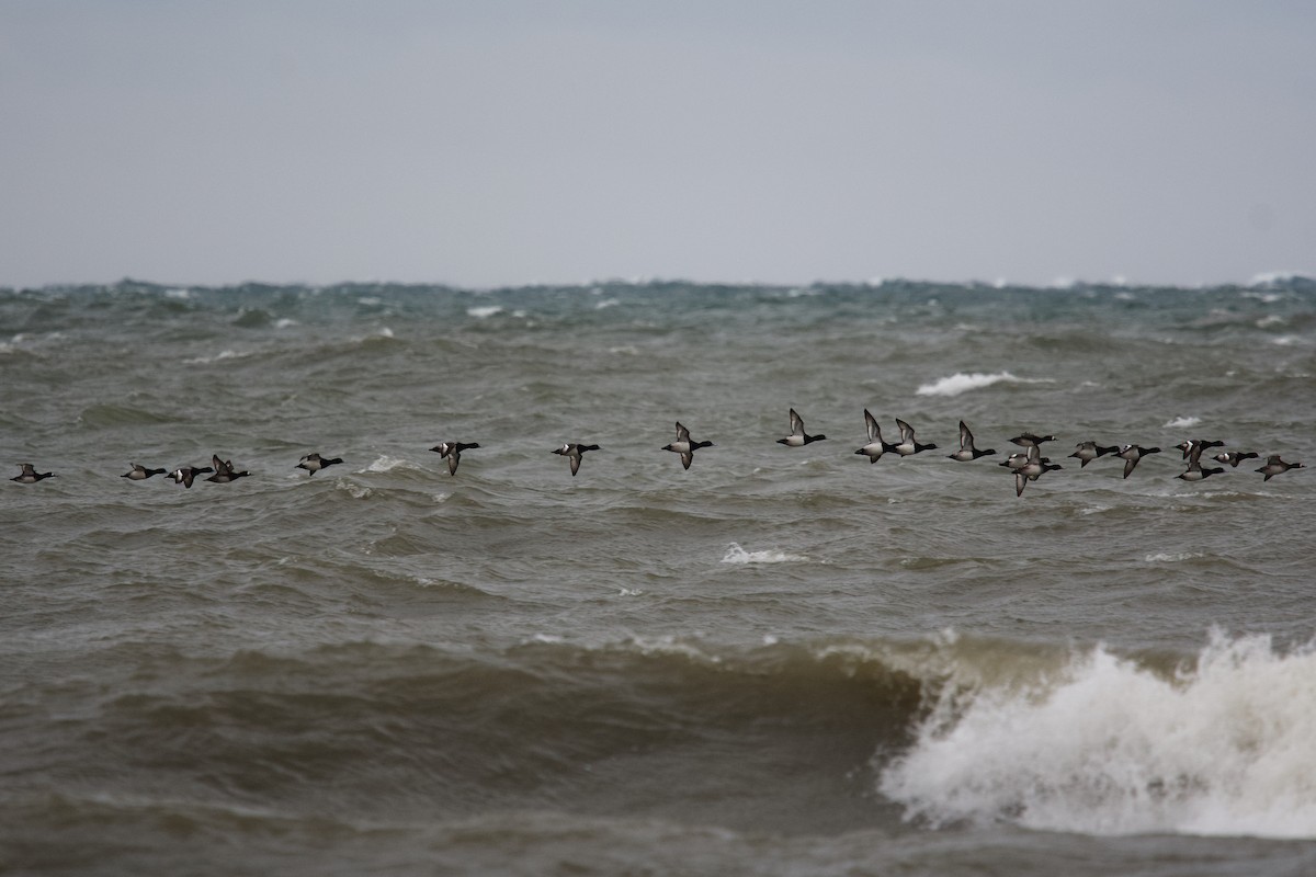 bergand - ML647794065