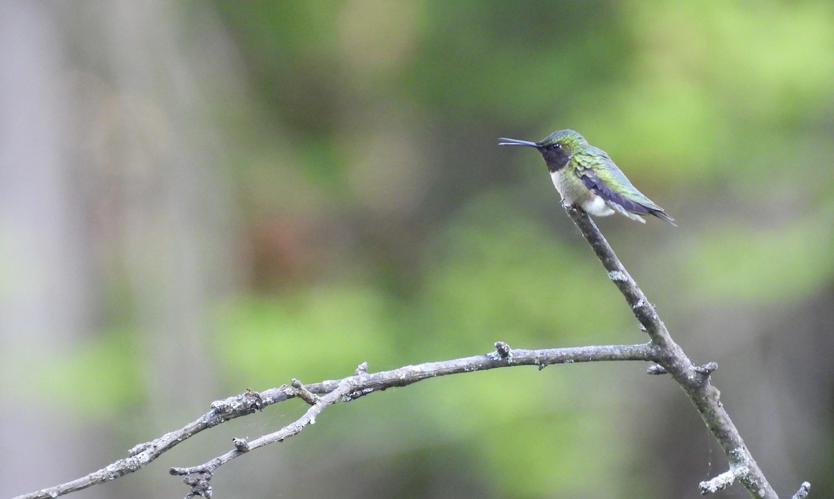 Ruby-throated Hummingbird - ML647794077