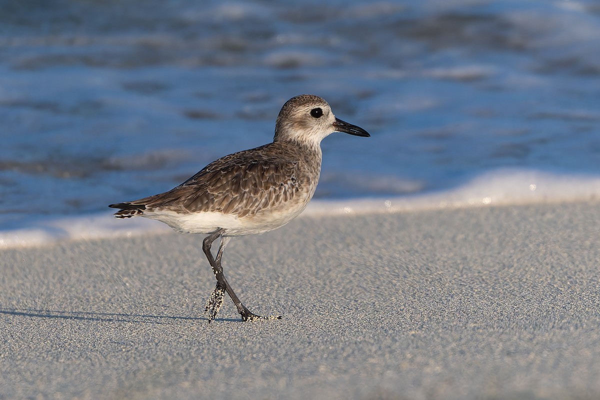 Тулес - ML647794081