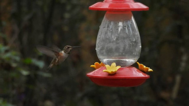 Rufous Hummingbird - ML647794085