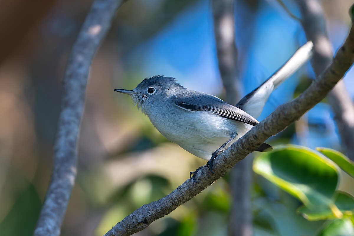 Голубая комароловка - ML647794087