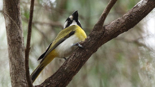 Western Shrike-tit - ML647794088