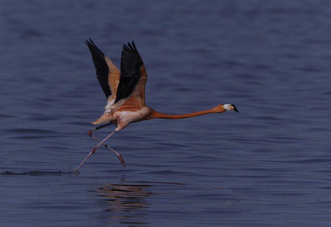 Красный фламинго - ML647794089