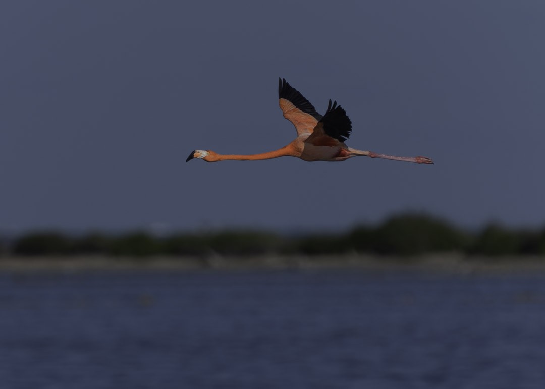 Красный фламинго - ML647794090