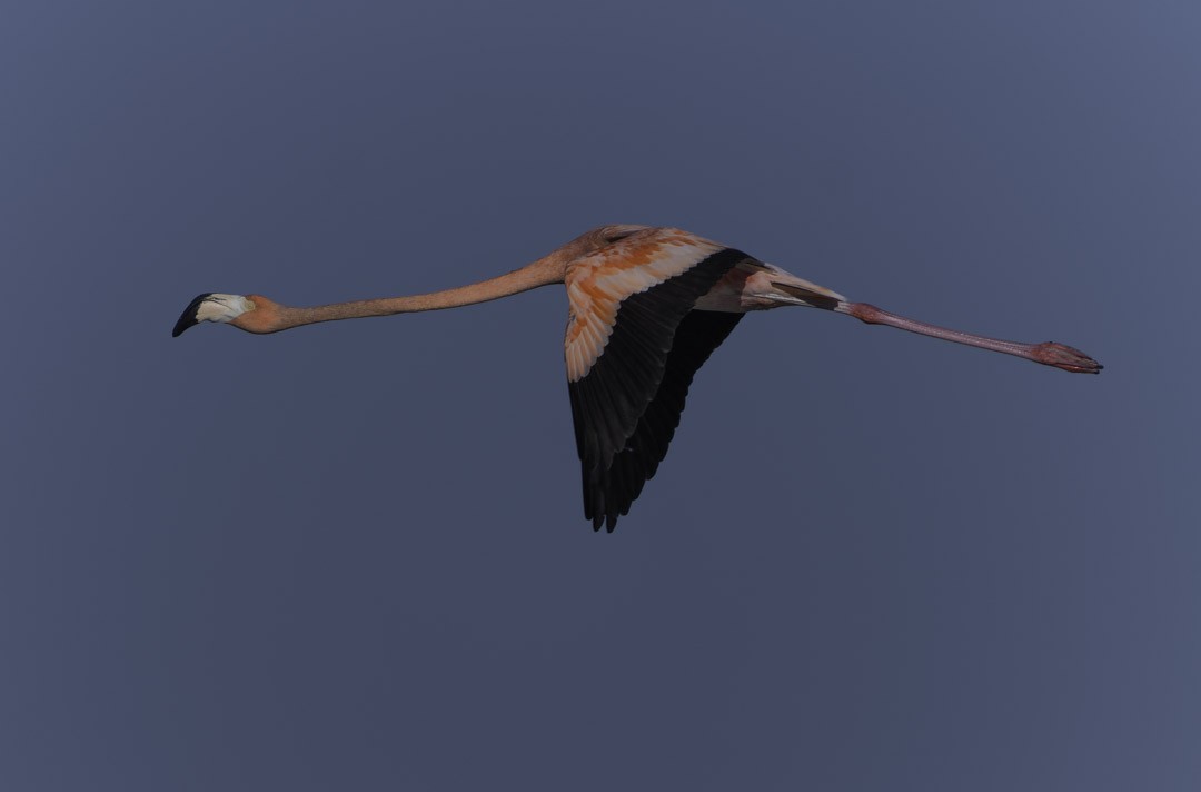 Красный фламинго - ML647794091