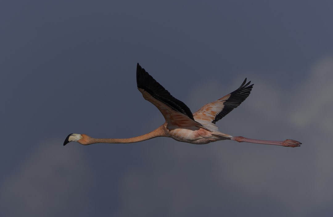 Красный фламинго - ML647794092