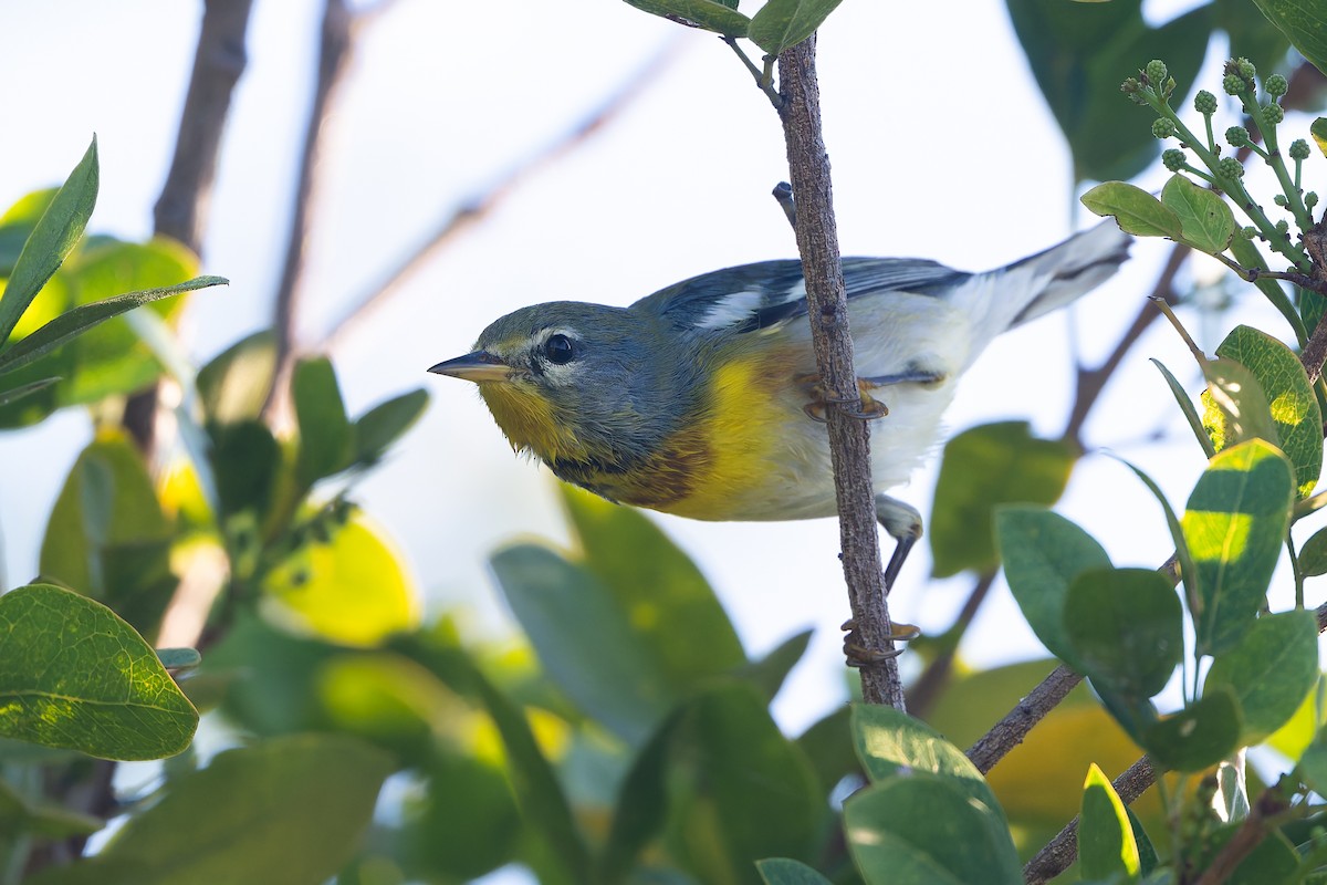 Очковая древесница - ML647794093