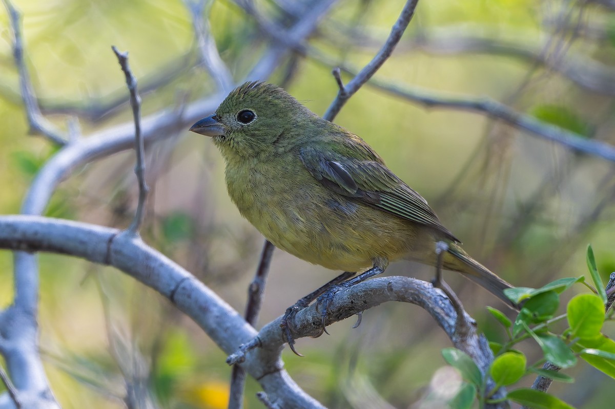 Расписной колорин - ML647794100