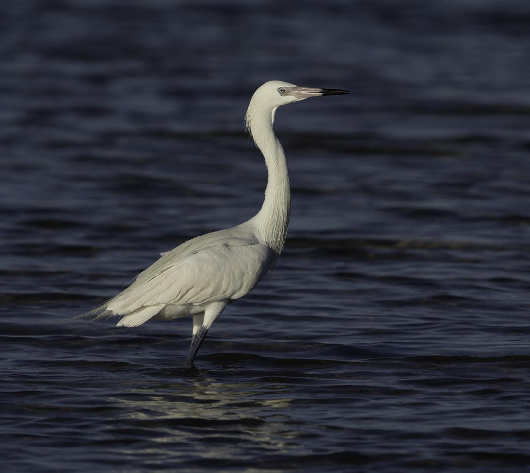 Рыжеватая цапля - ML647794107