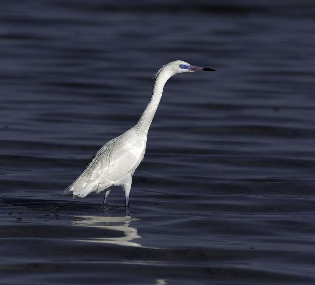 Рыжеватая цапля - ML647794108