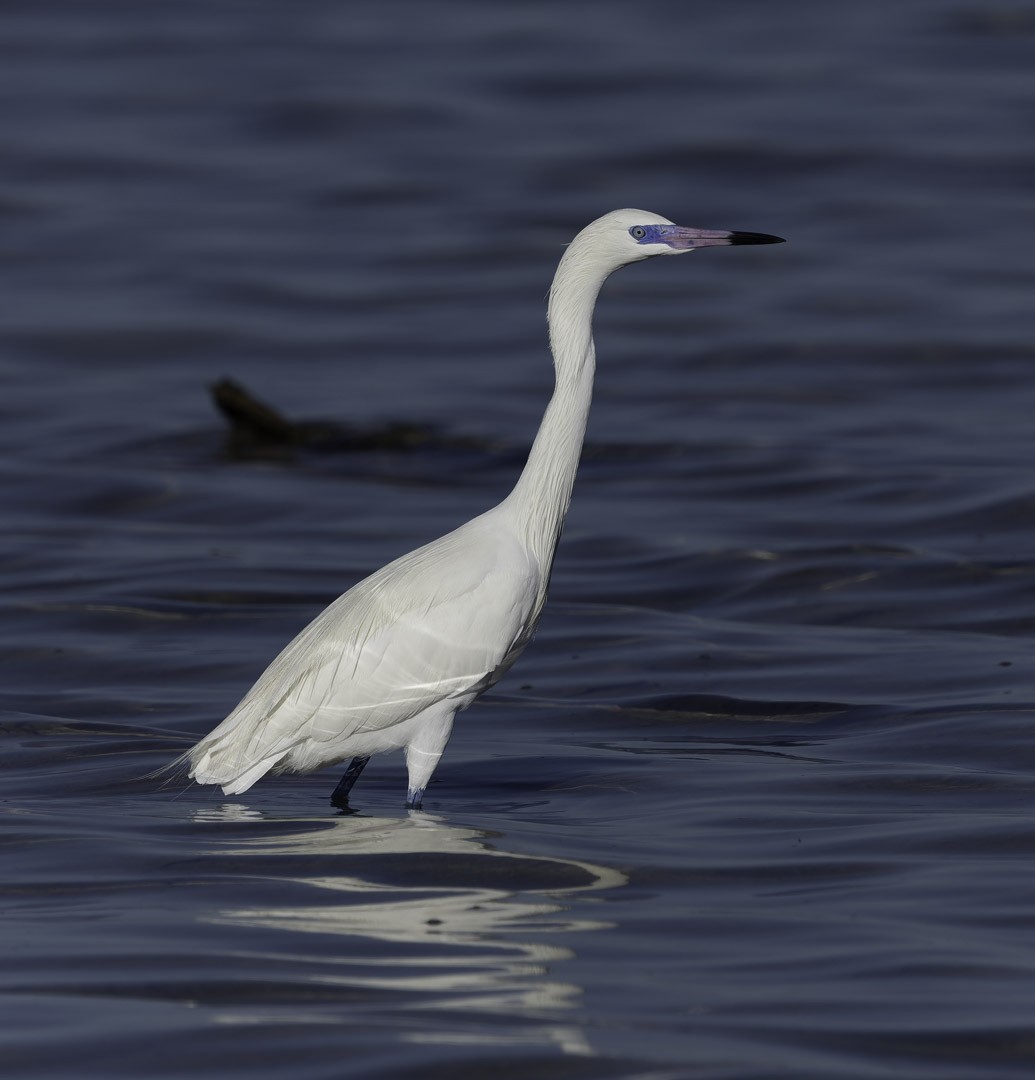 Рыжеватая цапля - ML647794110