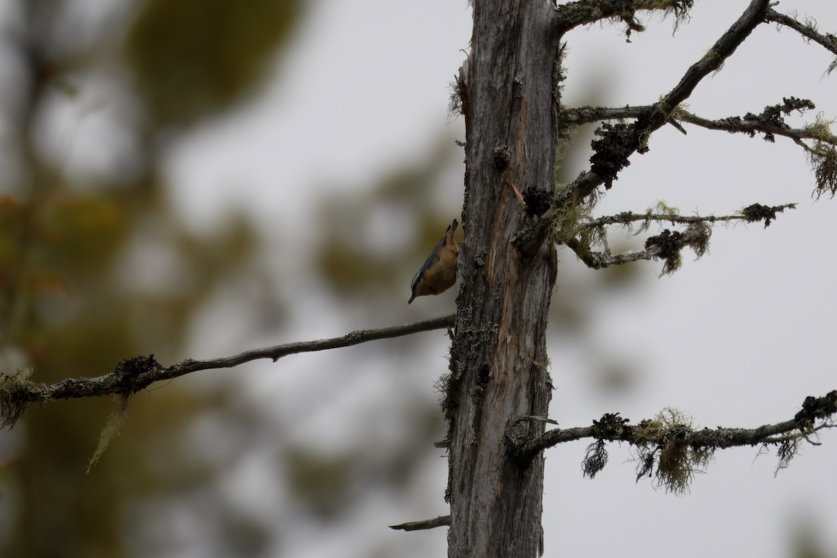 Kanada Sıvacısı - ML647794114