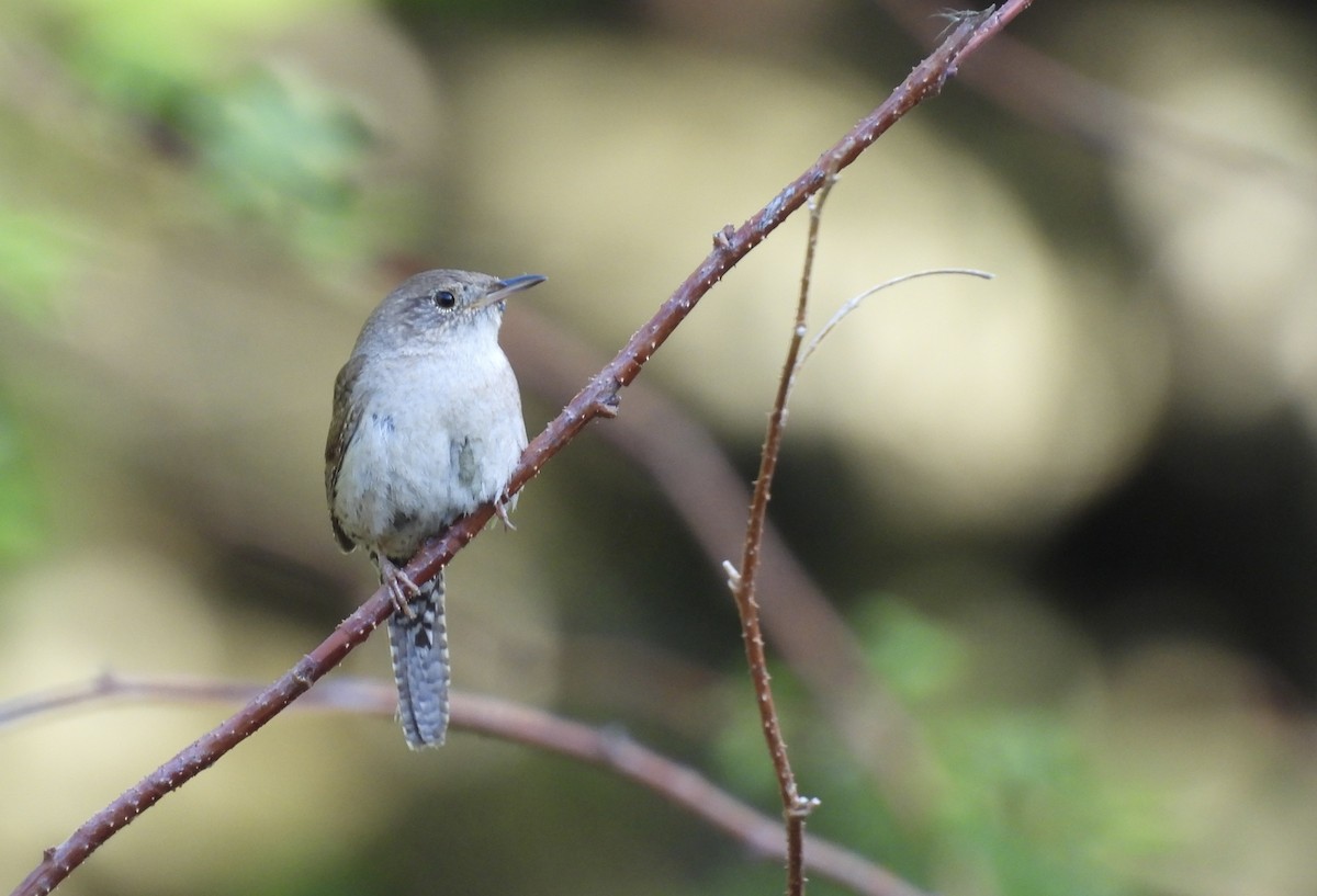 Northern House Wren - ML647794121