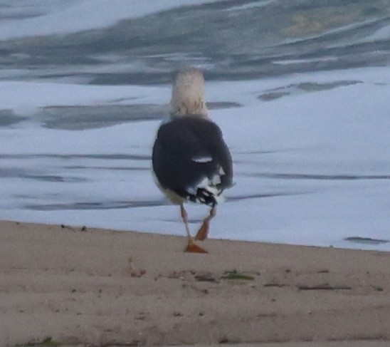 Lesser Black-backed Gull - ML647794125