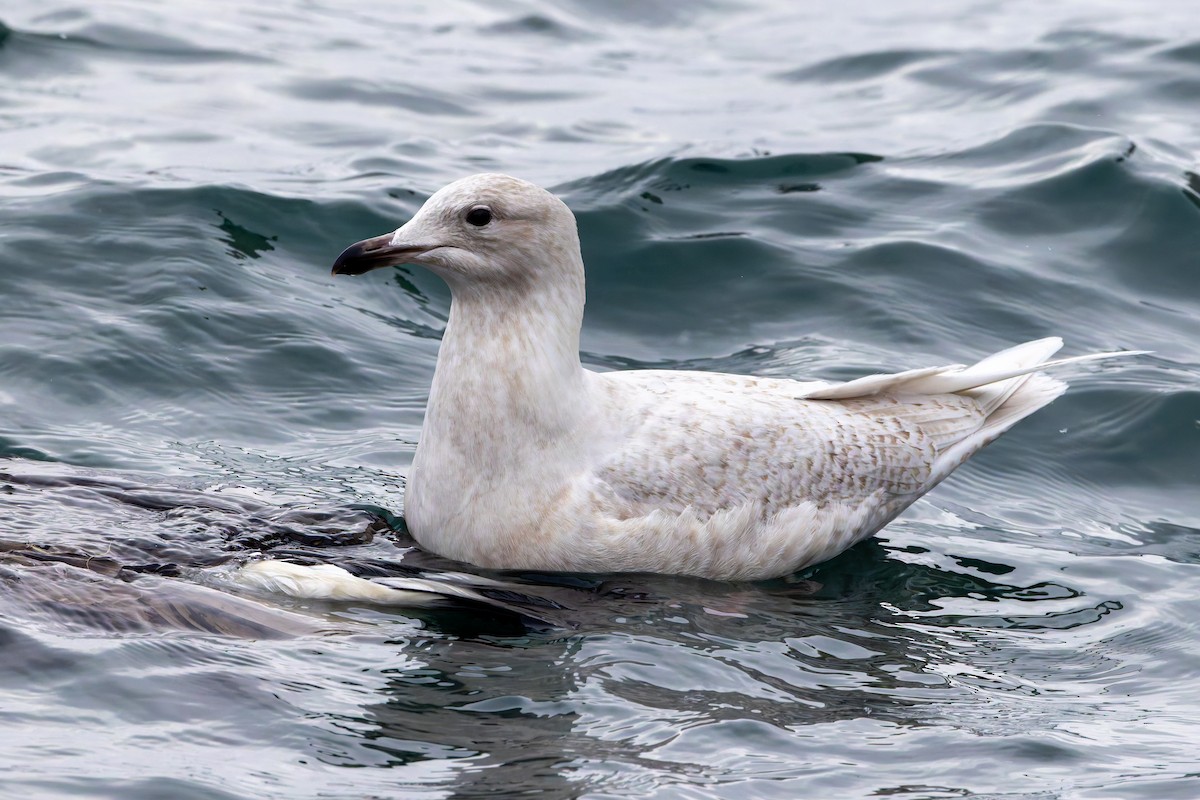 アイスランドカモメ（亜種 クムリーンカモメ） - ML647794136