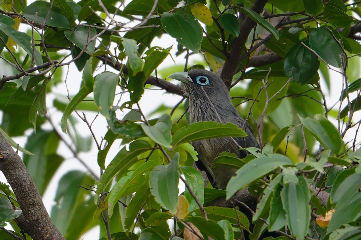 Blue-faced Malkoha - ML647794150
