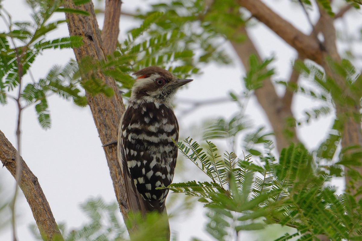 strakapoud hnědohlavý - ML647794168