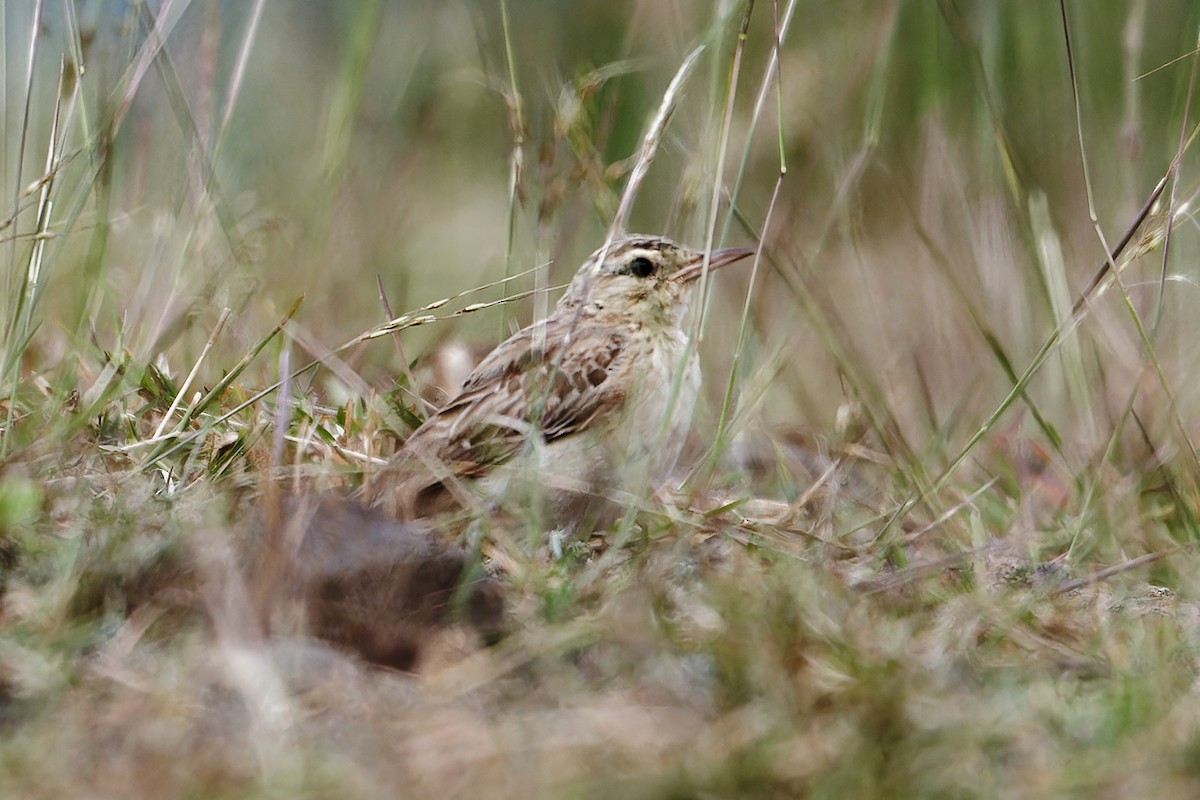 Landa-txirta - ML647794174