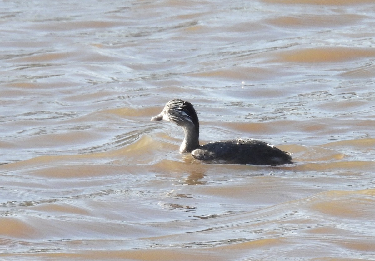 Hoary-headed Grebe - ML647794179