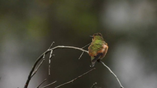 Rufous Hummingbird - ML647794185