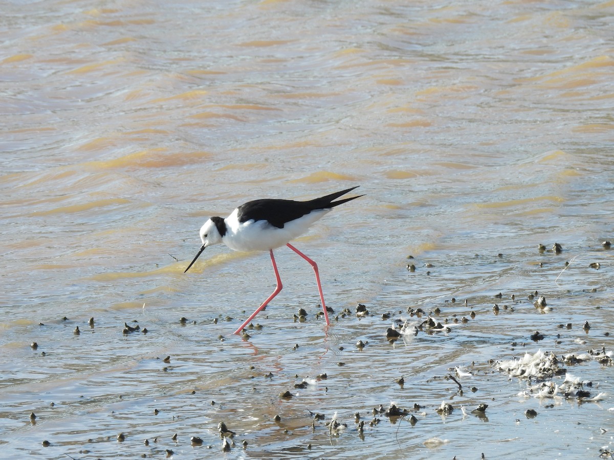 Zankaluze pintoa - ML647794193