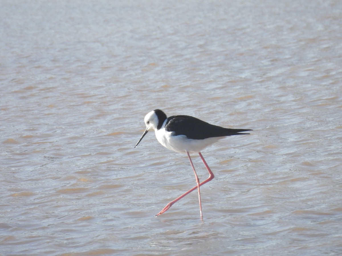 Zankaluze pintoa - ML647794194