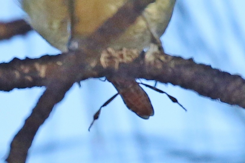 Erregetxo mottogorria - ML647794202