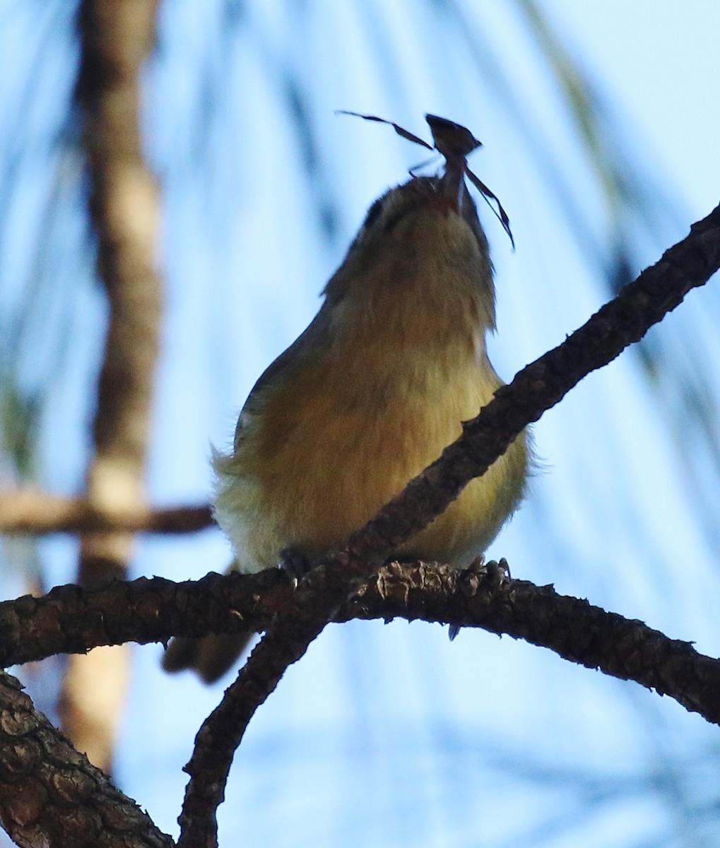 Erregetxo mottogorria - ML647794203