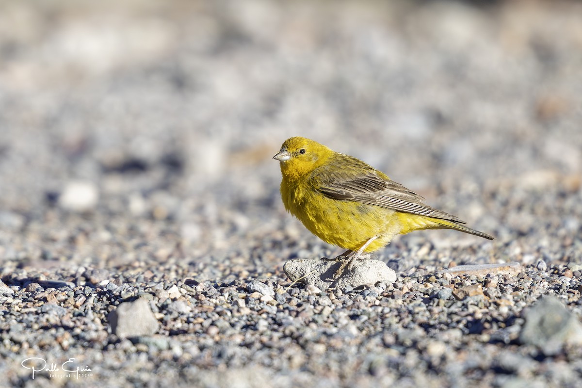 Greater Yellow-Finch - ML647794204