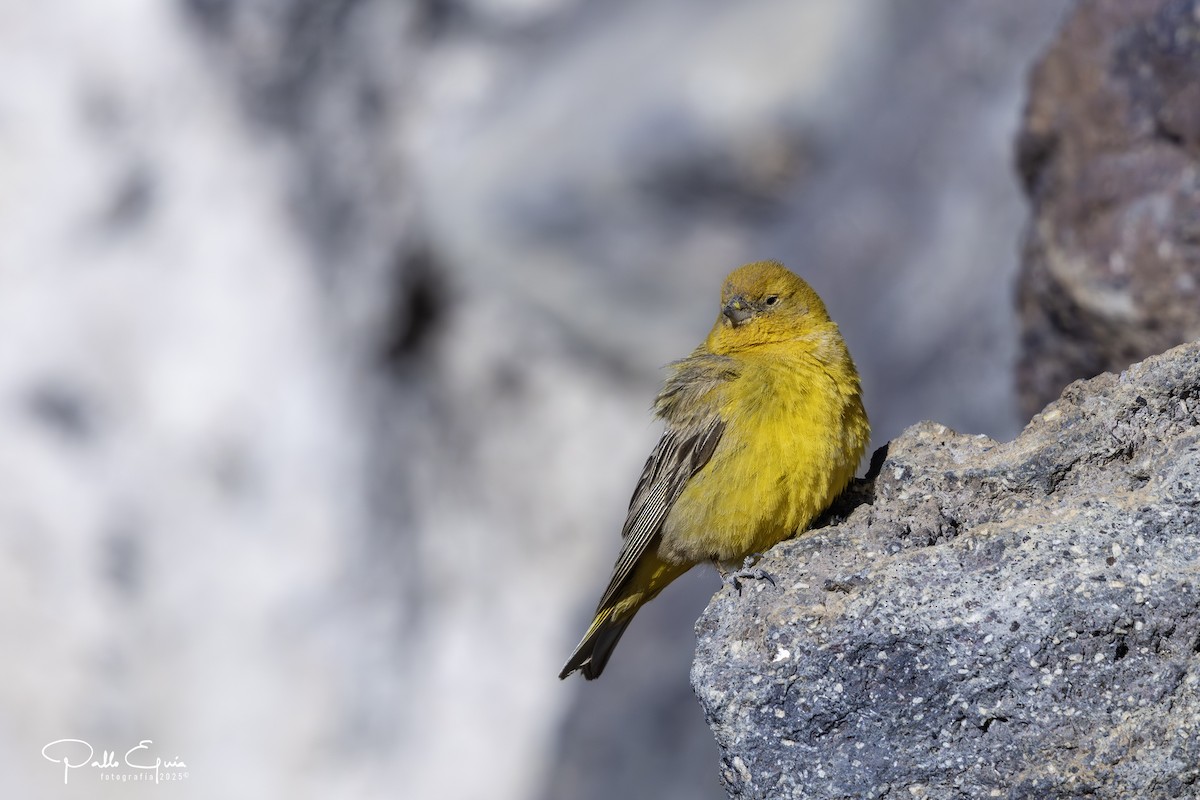 Greater Yellow-Finch - ML647794205